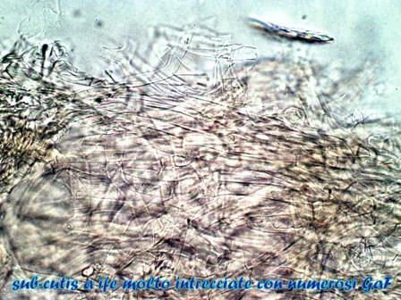 Lepista caespitosa